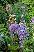 COTTESBROOKE HALL AND GARDENS, NORTHAMPTONSHIRE: JUNE, THE TERRACE, LILIUM MARTAGON PINK MORNING, ALLIUM GLOBEMASTER, CAMPANULA LATILOBA HIDCOTE AMETHYST