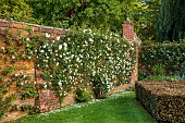 COTTESBROOKE HALL AND GARDENS, NORTHAMPTONSHIRE: JUNE, THE POOL GARDEN, WALL COVERED IN WHITE ROSE, ROSA CITY OF YORK