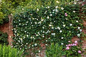 COTTESBROOKE HALL AND GARDENS, NORTHAMPTONSHIRE: JUNE, THE POOL GARDEN, WALL COVERED IN WHITE ROSE, ROSA CITY OF YORK
