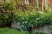 COTTESBROOKE HALL AND GARDENS, NORTHAMPTONSHIRE: JUNE, SOUTH GARDEN, ROSA PAUL TRANSON, ROSA ADELAIDE DORLEANS, ROSES, CLIMBERS, CLIMBING