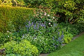 COTTESBROOKE HALL AND GARDENS, NORTHAMPTONSHIRE: JUNE, BORDER, ROSA THE GENEROUS GARDENER, NEPETA SUBSESSILIS, ALCHEMILLA MOLLIS, ASTRANTIA SHAGGY