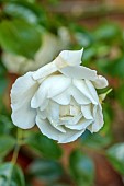COTTESBROOKE HALL AND GARDENS, NORTHAMPTONSHIRE: JUNE, WHITE FLOWERS, BLOOMS OF ROSE, ROSA DESDEMONA, SHRUBS, SCENT, SCENTED