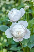COTTESBROOKE HALL AND GARDENS, NORTHAMPTONSHIRE: JUNE, WHITE FLOWERS, BLOOMS OF ROSE, ROSA DESDEMONA, SHRUBS, SCENT, SCENTED