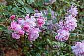 COTTESBROOKE HALL AND GARDENS, NORTHAMPTONSHIRE: JUNE, PINK FLOWERS, BLOOMS OF ROSE, ROSA MARY DELANEY, ENGLISH CLIMBING ROSE BRED BY DAVID AUSTIN, CLIMBERS