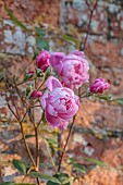 COTTESBROOKE HALL AND GARDENS, NORTHAMPTONSHIRE: JUNE, PINK FLOWERS, BLOOMS OF ROSE, ROSA MARY DELANEY, ENGLISH CLIMBING ROSE BRED BY DAVID AUSTIN, CLIMBERS