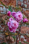 COTTESBROOKE HALL AND GARDENS, NORTHAMPTONSHIRE: JUNE, PINK FLOWERS, BLOOMS OF ROSE, ROSA MARY DELANEY, ENGLISH CLIMBING ROSE BRED BY DAVID AUSTIN, CLIMBERS