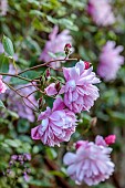 COTTESBROOKE HALL AND GARDENS, NORTHAMPTONSHIRE: JUNE, PINK FLOWERS, BLOOMS OF ROSE, ROSA MARY DELANEY, ENGLISH CLIMBING ROSE BRED BY DAVID AUSTIN, CLIMBERS