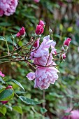 COTTESBROOKE HALL AND GARDENS, NORTHAMPTONSHIRE: JUNE, PINK FLOWERS, BLOOMS OF ROSE, ROSA MARY DELANEY, ENGLISH CLIMBING ROSE BRED BY DAVID AUSTIN, CLIMBERS