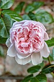 COTTESBROOKE HALL AND GARDENS, NORTHAMPTONSHIRE: JUNE, PINK FLOWERS, BLOOMS OF ROSE, ROSA ST SWITHUN, CLIMBERS, CLIMBING