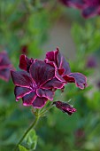 COTTESBROOKE HALL AND GARDENS, NORTHAMPTONSHIRE: JUNE, DARK PINK FLOWER, BLOOMS OF PELARGONIUM LORD BUTE