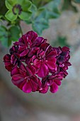 COTTESBROOKE HALL AND GARDENS, NORTHAMPTONSHIRE: JUNE, DARK PINK FLOWER, BLOOMS OF PELARGONIUM TOMMY
