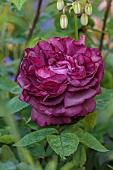 COTTESBROOKE HALL AND GARDENS, NORTHAMPTONSHIRE: JUNE, RED , PURPLE, PINK FLOWERS, BLOOMS OF ROSE, ROSA GLOIRE DE DUCHER