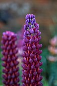 COTTESBROOKE HALL AND GARDENS, NORTHAMPTONSHIRE: JUNE, PURPLE FLOWERS, BLOOMS OF LUPIN MASTERPIECE