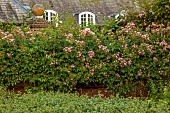 COTTESBROOKE HALL AND GARDENS, NORTHAMPTONSHIRE: PINK ROSES CLIMBING UP WALL, CLIMBERS