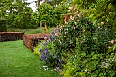 COTTESBROOKE HALL AND GARDENS, NORTHAMPTONSHIRE: BORDER, NEPETA SUBSESSILIS, ROSE, ROSA THE GENEROUS GARDENER, ALCHEMILLA MOLLIS