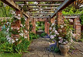 TTESBROOKE HALL AND GARDENS, NORTHAMPTONSHIRE: JUNE, THE PINE COURT, PERGOLA, PINK ROSES CLIMBERS, CLIMBING