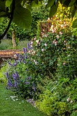 COTTESBROOKE HALL AND GARDENS, NORTHAMPTONSHIRE: BORDER, NEPETA SUBSESSILIS, ROSE, ROSA THE GENEROUS GARDENER, ALCHEMILLA MOLLIS