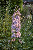COTTESBROOKE HALL AND GARDENS, NORTHAMPTONSHIRE: BORDER, THE STATUE WALK, DELPHINIUM PINK RUFFLES