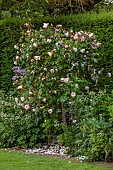 COTTESBROOKE HALL AND GARDENS, NORTHAMPTONSHIRE: ROSES, ROSA THE GENEROUS GARDENER, BORDERS