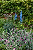 COTTESBROOKE HALL AND GARDENS, NORTHAMPTONSHIRE: BORDER, DELPHINIUM LOCH LEVEN, LYCHNIS CORONARIA, THALICTRUM ELIN