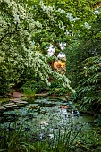 MORTON HALL, WORCESTERSHIRE: THE STROLL GARDEN, JUNE: WHITE FLOWERS OF CORNUS KOUSA NORMAN HADDON. SHRUB, SUMMER, DOGWOOD, POOL, WATER, PONDS