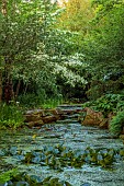 MORTON HALL, WORCESTERSHIRE: THE STROLL GARDEN, JUNE: WHITE FLOWERS OF CORNUS KOUSA NORMAN HADDON. SHRUB, SUMMER, DOGWOOD, POOL, WATER, PONDS