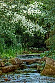 MORTON HALL, WORCESTERSHIRE: THE STROLL GARDEN, JUNE: WHITE FLOWERS OF CORNUS KOUSA NORMAN HADDON. SHRUB, SUMMER, DOGWOOD, POOL, WATER, PONDS