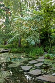 MORTON HALL, WORCESTERSHIRE: THE STROLL GARDEN, JUNE: WHITE FLOWERS OF CORNUS KOUSA NORMAN HADDON. SHRUB, SUMMER, DOGWOOD, POOL, WATER, PONDS, STEPPING STONES