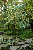 MORTON HALL, WORCESTERSHIRE: THE STROLL GARDEN, JUNE: WHITE FLOWERS OF CORNUS KOUSA NORMAN HADDON. SHRUB, SUMMER, DOGWOOD, POOL, WATER, PONDS, STEPPING STONES
