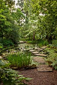 MORTON HALL, WORCESTERSHIRE: THE STROLL GARDEN, JUNE: WHITE FLOWERS OF CORNUS KOUSA NORMAN HADDON. SHRUB, SUMMER, DOGWOOD, POOL, WATER, PONDS, STEPPING STONES