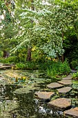 MORTON HALL, WORCESTERSHIRE: THE STROLL GARDEN, JUNE: WHITE FLOWERS OF CORNUS KOUSA NORMAN HADDON. SHRUB, SUMMER, DOGWOOD, POOL, WATER, PONDS, STEPPING STONES