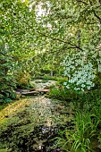 MORTON HALL, WORCESTERSHIRE: THE STROLL GARDEN, JUNE: WHITE FLOWERS OF CORNUS KOUSA NORMAN HADDON. SHRUB, SUMMER, DOGWOOD, POOL, WATER, PONDS