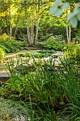 MORTON HALL, WORCESTERSHIRE: THE STROLL GARDEN, JUNE: WATER, BIRCHES, PONDS, POOLS