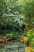 MORTON HALL, WORCESTERSHIRE: THE STROLL GARDEN, JUNE: WHITE FLOWERS OF CORNUS KOUSA NORMAN HADDON. SHRUB, SUMMER, DOGWOOD, POOL, WATER, PONDS, STEPPING STONES