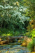 MORTON HALL, WORCESTERSHIRE: THE STROLL GARDEN, JUNE: WHITE FLOWERS OF CORNUS KOUSA NORMAN HADDON. SHRUB, SUMMER, DOGWOOD, POOL, WATER, PONDS, STEPPING STONES