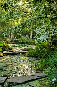MORTON HALL, WORCESTERSHIRE: THE STROLL GARDEN, JUNE: WHITE FLOWERS OF CORNUS KOUSA NORMAN HADDON. SHRUB, SUMMER, DOGWOOD, POOL, WATER, PONDS, STEPPING STONES