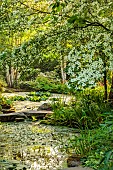 MORTON HALL, WORCESTERSHIRE: THE STROLL GARDEN, JUNE: WHITE FLOWERS OF CORNUS KOUSA NORMAN HADDON. SHRUB, SUMMER, DOGWOOD, POOL, WATER, PONDS