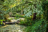 MORTON HALL, WORCESTERSHIRE: THE STROLL GARDEN, JUNE: WHITE FLOWERS OF CORNUS KOUSA NORMAN HADDON. SHRUB, SUMMER, DOGWOOD, POOL, WATER, PONDS