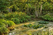 MORTON HALL, WORCESTERSHIRE: THE STROLL GARDEN, JUNE: POND, POOL, WATER, BIRCH TREES