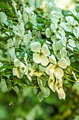 MORTON HALL, WORCESTERSHIRE: THE STROLL GARDEN, JUNE: WHITE FLOWERS OF CORNUS KOUSA NORMAN HADDON. SHRUB, SUMMER, DOGWOOD