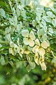 MORTON HALL, WORCESTERSHIRE: THE STROLL GARDEN, JUNE: WHITE FLOWERS OF CORNUS KOUSA NORMAN HADDON. SHRUB, SUMMER, DOGWOOD