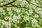 MORTON HALL, WORCESTERSHIRE: THE STROLL GARDEN, JUNE: WHITE FLOWERS OF CORNUS KOUSA NORMAN HADDON. SHRUB, SUMMER, DOGWOOD