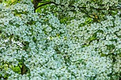 MORTON HALL, WORCESTERSHIRE: THE STROLL GARDEN, JUNE: WHITE FLOWERS OF CORNUS KOUSA NORMAN HADDON. SHRUB, SUMMER, DOGWOOD