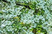 MORTON HALL, WORCESTERSHIRE: THE STROLL GARDEN, JUNE: WHITE FLOWERS OF CORNUS KOUSA NORMAN HADDON. SHRUB, SUMMER, DOGWOOD