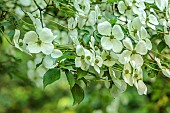 MORTON HALL, WORCESTERSHIRE: THE STROLL GARDEN, JUNE: WHITE FLOWERS OF CORNUS KOUSA NORMAN HADDON. SHRUB, SUMMER, DOGWOOD