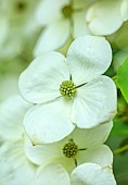 MORTON HALL, WORCESTERSHIRE: THE STROLL GARDEN, JUNE: WHITE FLOWERS OF CORNUS KOUSA NORMAN HADDON. SHRUB, SUMMER, DOGWOOD