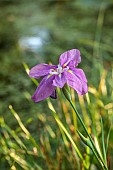 MORTON HALL, WORCESTERSHIRE: PURPLE FLOWER OF ENSATA IRIS SENSATION, LOWER POND, STROLL GARDEN, JUNE