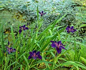 MORTON HALL, WORCESTERSHIRE: PURPLE FLOWERS OF IRIS LOUISIANA BLACK GAMECOCK, LOWER POND, STROLL GARDEN, JUNE