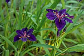 MORTON HALL, WORCESTERSHIRE: PURPLE FLOWERS OF IRIS LOUISIANA BLACK GAMECOCK, LOWER POND, STROLL GARDEN, JUNE