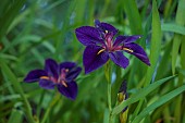 MORTON HALL, WORCESTERSHIRE: PURPLE FLOWERS OF IRIS LOUISIANA BLACK GAMECOCK, LOWER POND, STROLL GARDEN, JUNE